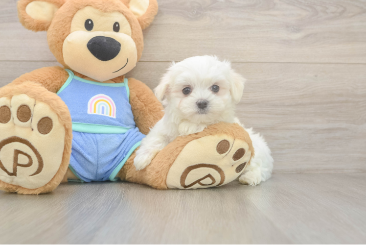 Meet Maddox - our Maltese Puppy Photo 1/3 - Puppy Love PR Maltese Pup Being Cute