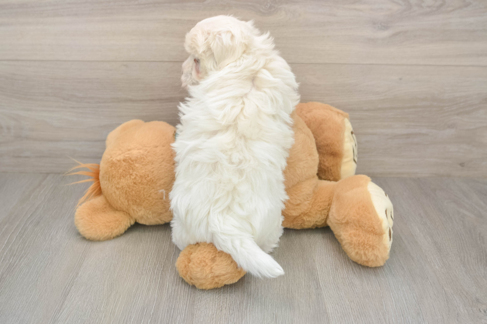 Maltese Pup Being Cute