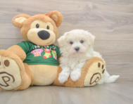 10 week old Maltese Puppy For Sale - Puppy Love PR