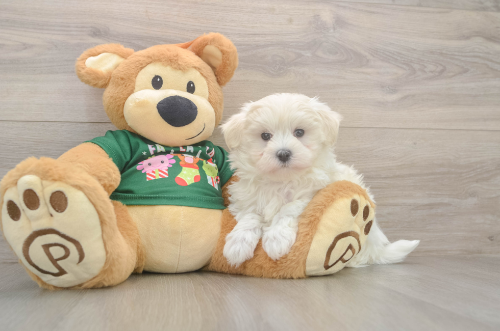10 week old Maltese Puppy For Sale - Puppy Love PR