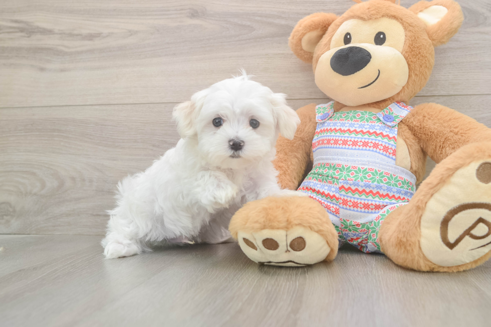 Sweet Maltese Purebred Puppy