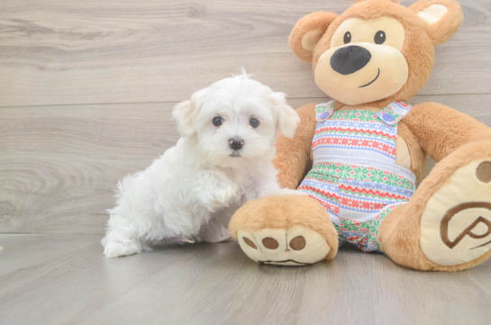 Sweet Maltese Purebred Puppy