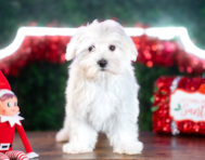 12 week old Maltese Puppy For Sale - Puppy Love PR