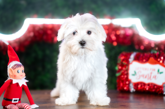 Best Maltese Baby