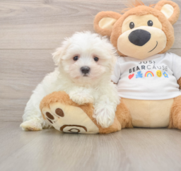 8 week old Maltese Puppy For Sale - Puppy Love PR