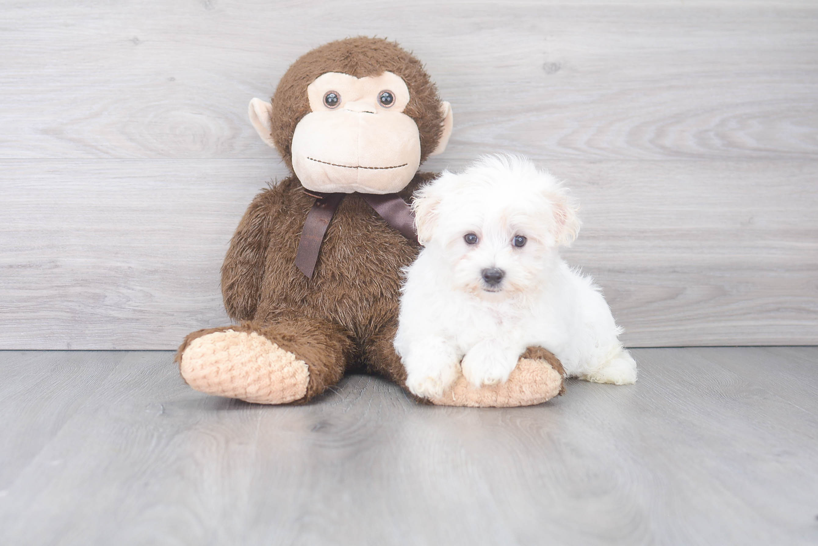 Maltese Pup Being Cute