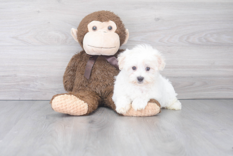 Meet Maddox - our Maltese Puppy Photo 1/2 - Puppy Love PR Maltese Pup Being Cute