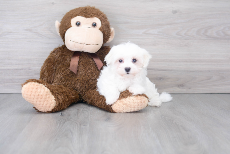 Petite Maltese Purebred Puppy