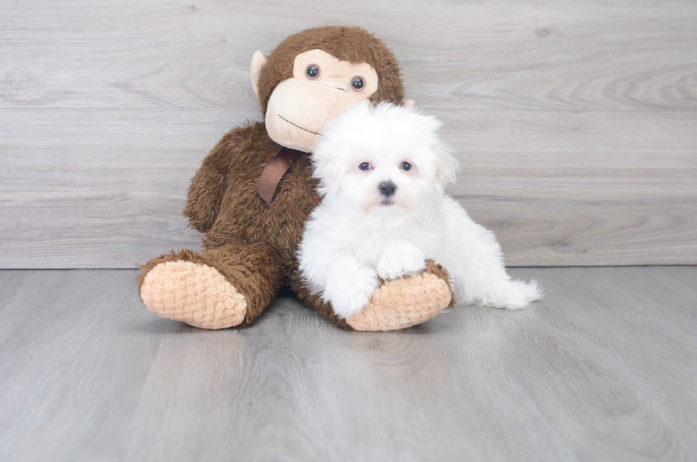 8 week old Maltese Puppy For Sale - Puppy Love PR