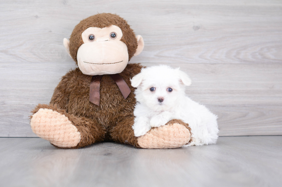 9 week old Maltese Puppy For Sale - Puppy Love PR