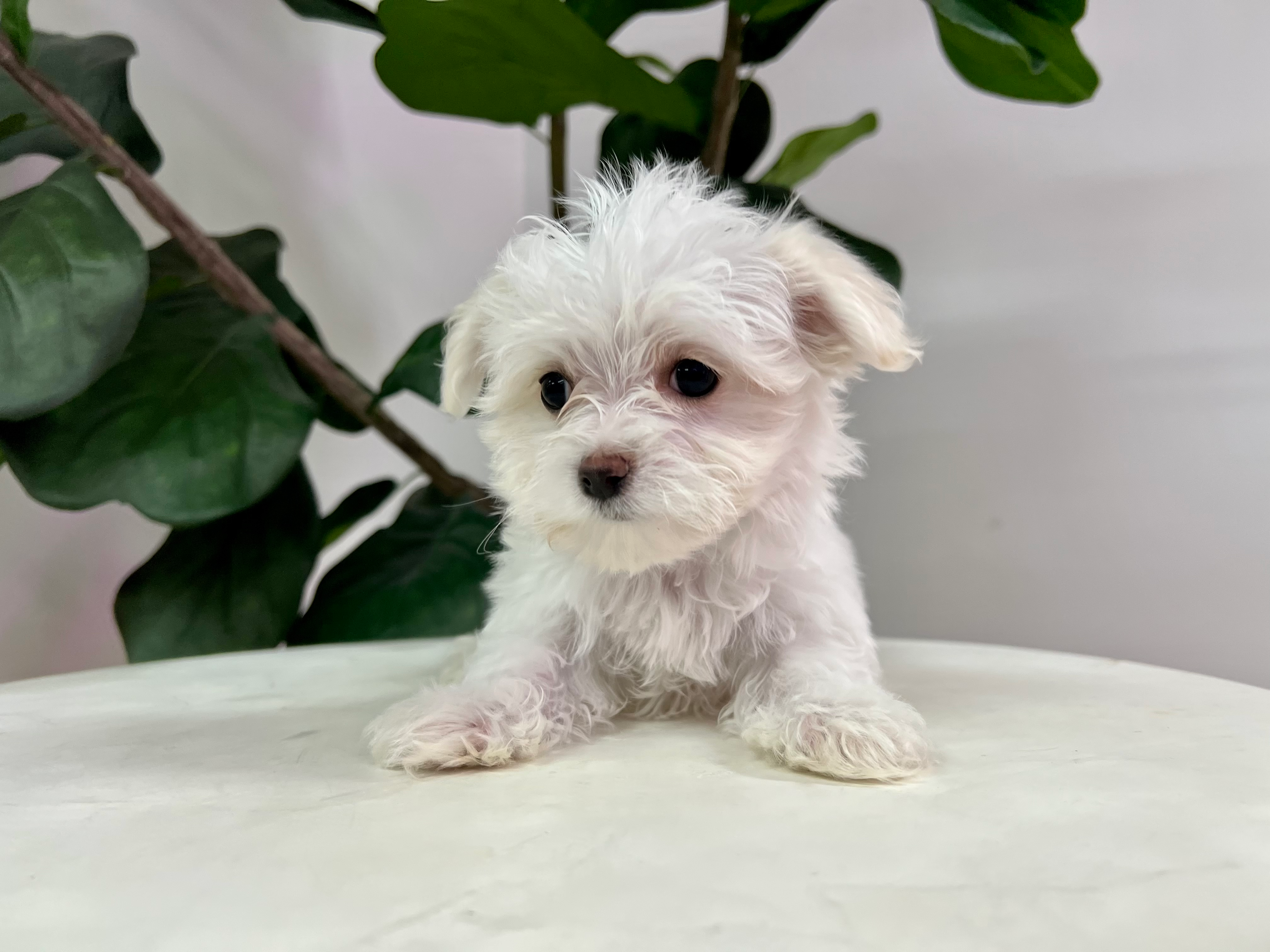 Cute Maltese Purebred Pup