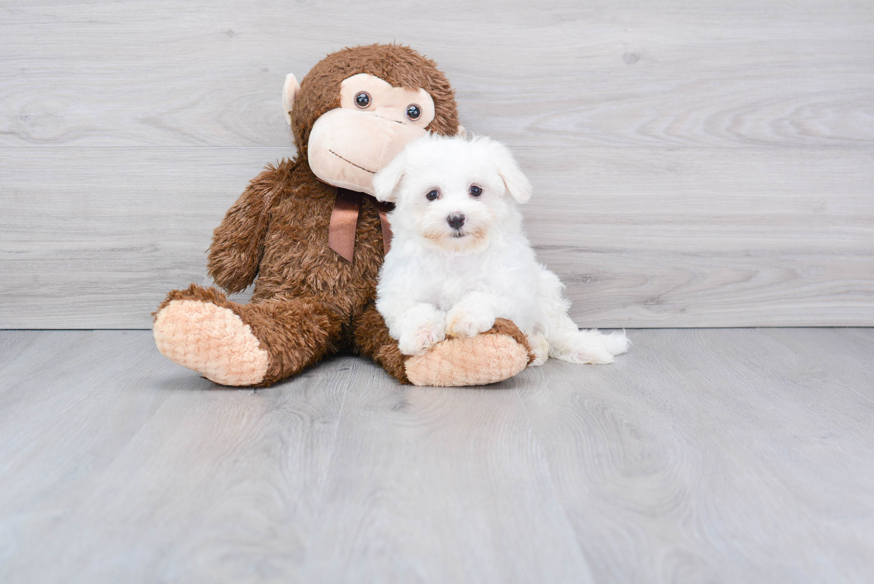Cute Maltese Purebred Pup