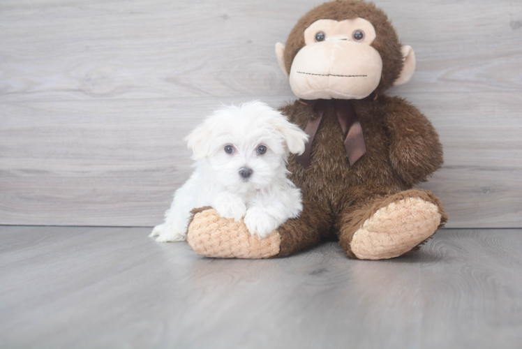 Petite Maltese Purebred Puppy