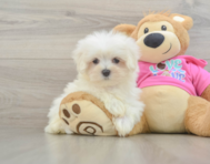 8 week old Maltese Puppy For Sale - Puppy Love PR