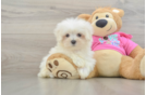 Maltese Puppy for Adoption