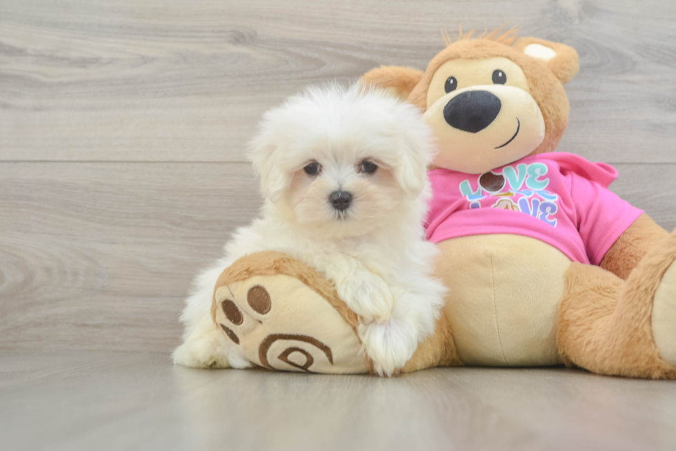 Maltese Puppy for Adoption