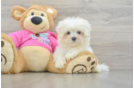 Funny Maltese Baby