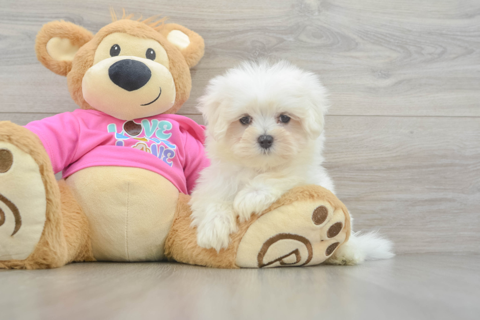 Funny Maltese Baby