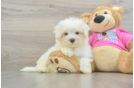 Maltese Pup Being Cute