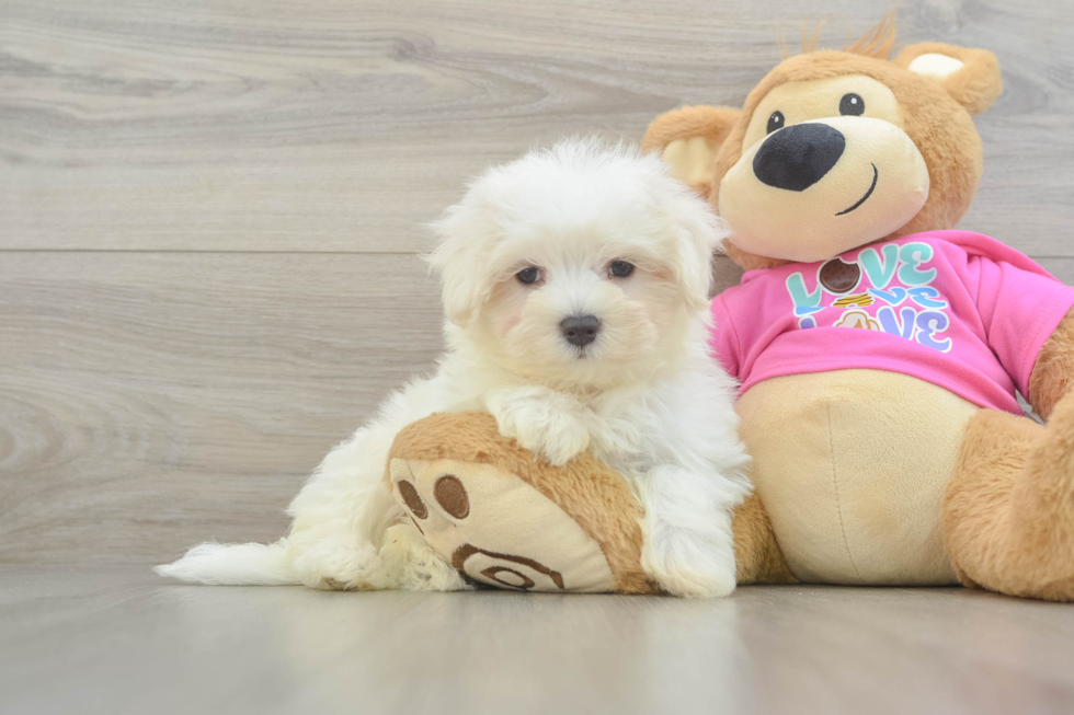 Maltese Pup Being Cute