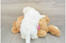 Maltese Puppy for Adoption