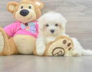 8 week old Maltese Puppy For Sale - Puppy Love PR
