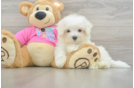 Fluffy Maltese Purebred Puppy
