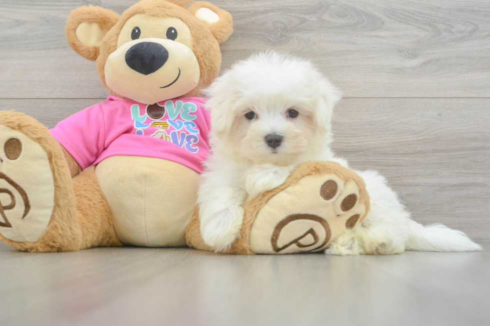 Fluffy Maltese Purebred Puppy