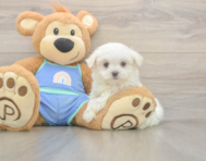 7 week old Maltese Puppy For Sale - Puppy Love PR