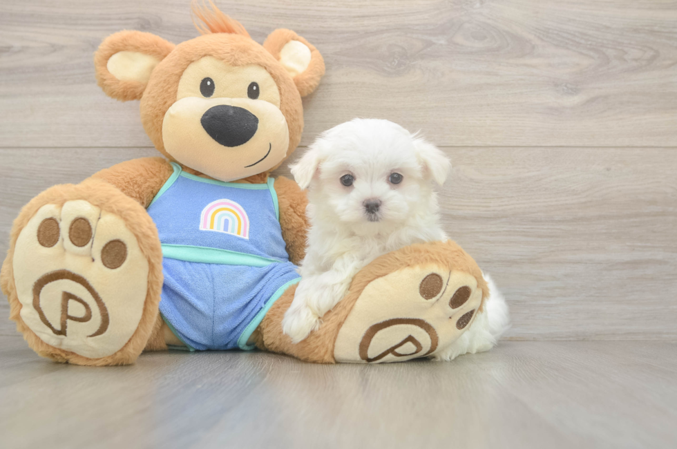 8 week old Maltese Puppy For Sale - Puppy Love PR