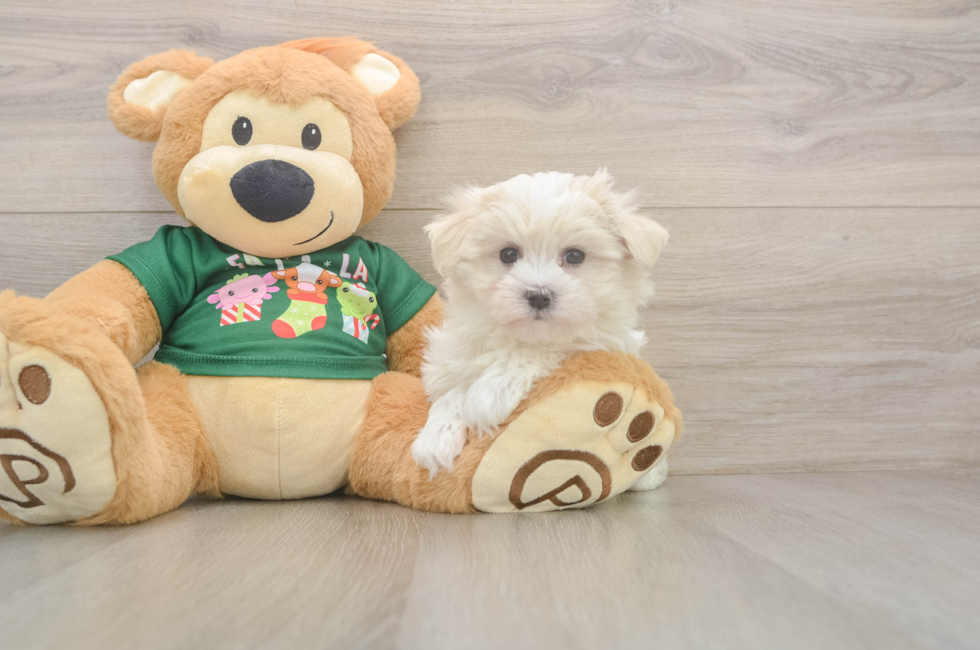 10 week old Maltese Puppy For Sale - Puppy Love PR