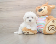 7 week old Maltese Puppy For Sale - Puppy Love PR