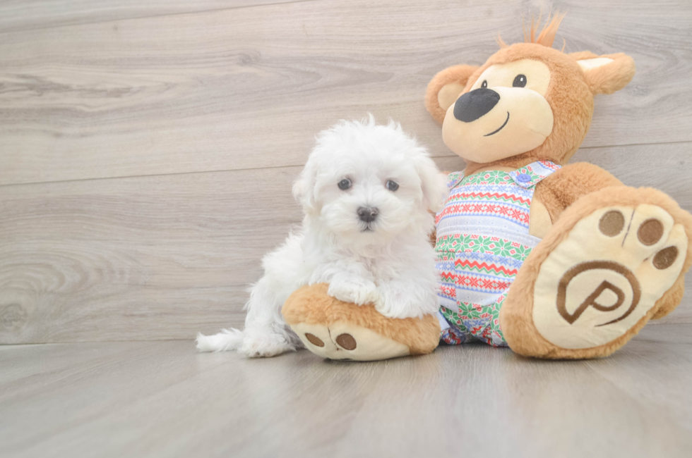 8 week old Maltese Puppy For Sale - Puppy Love PR