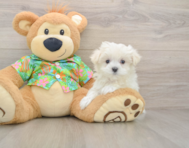 7 week old Maltese Puppy For Sale - Puppy Love PR