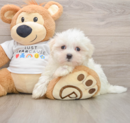 8 week old Maltese Puppy For Sale - Puppy Love PR