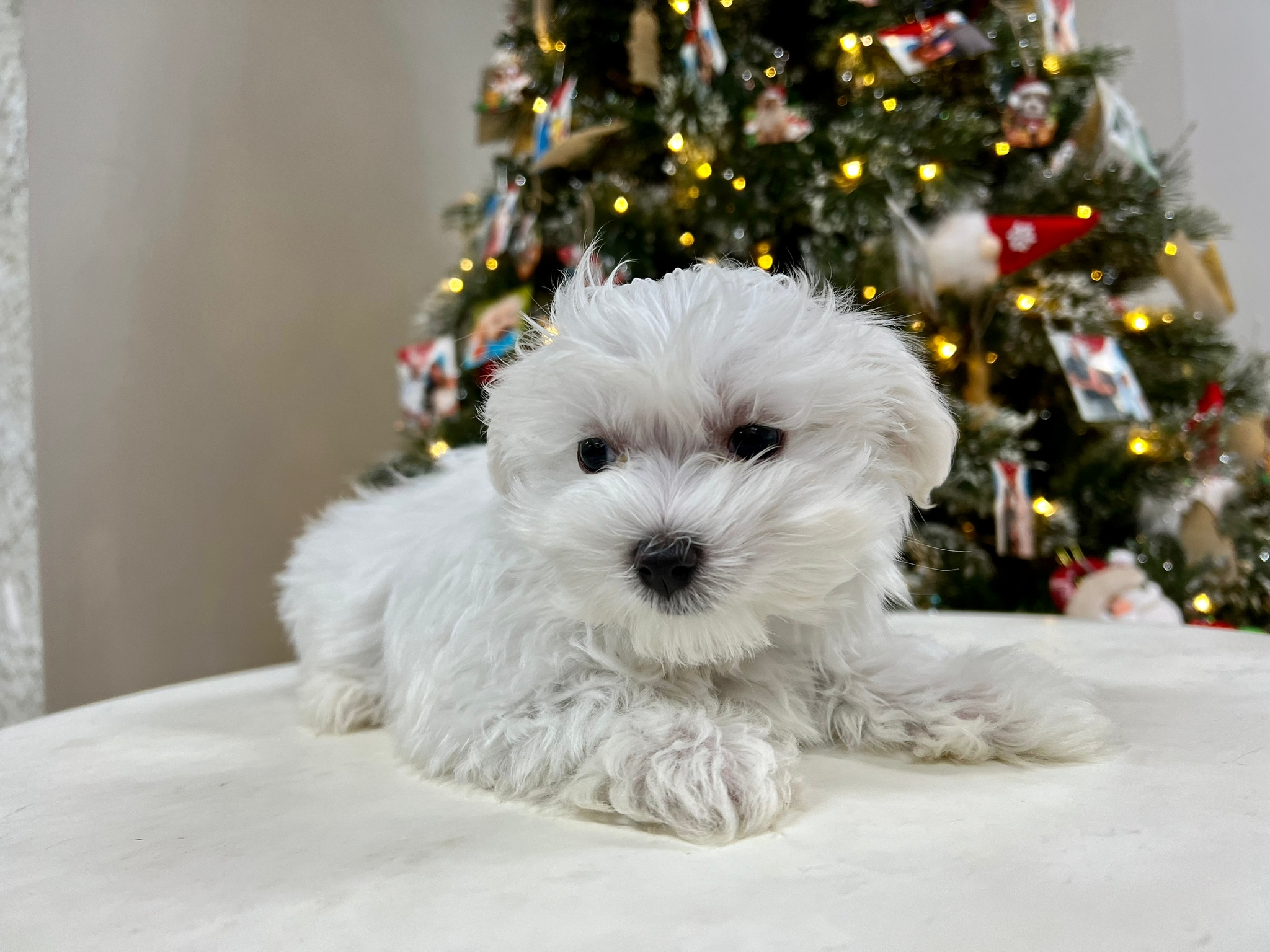 Cute Maltese Purebred Puppy