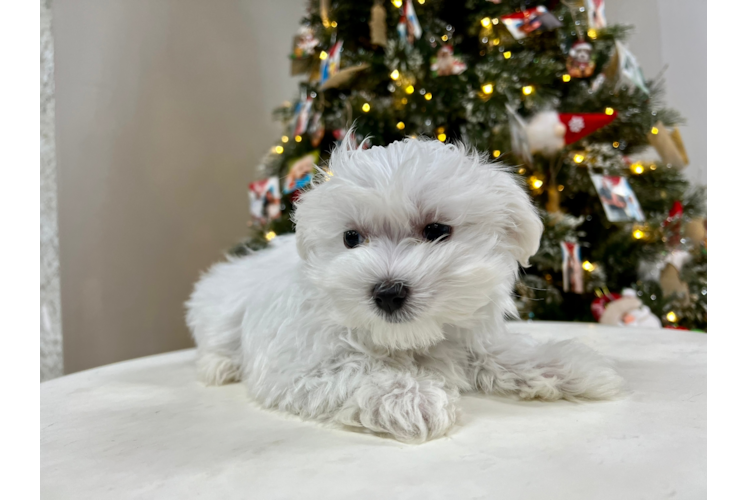 Cute Maltese Purebred Puppy