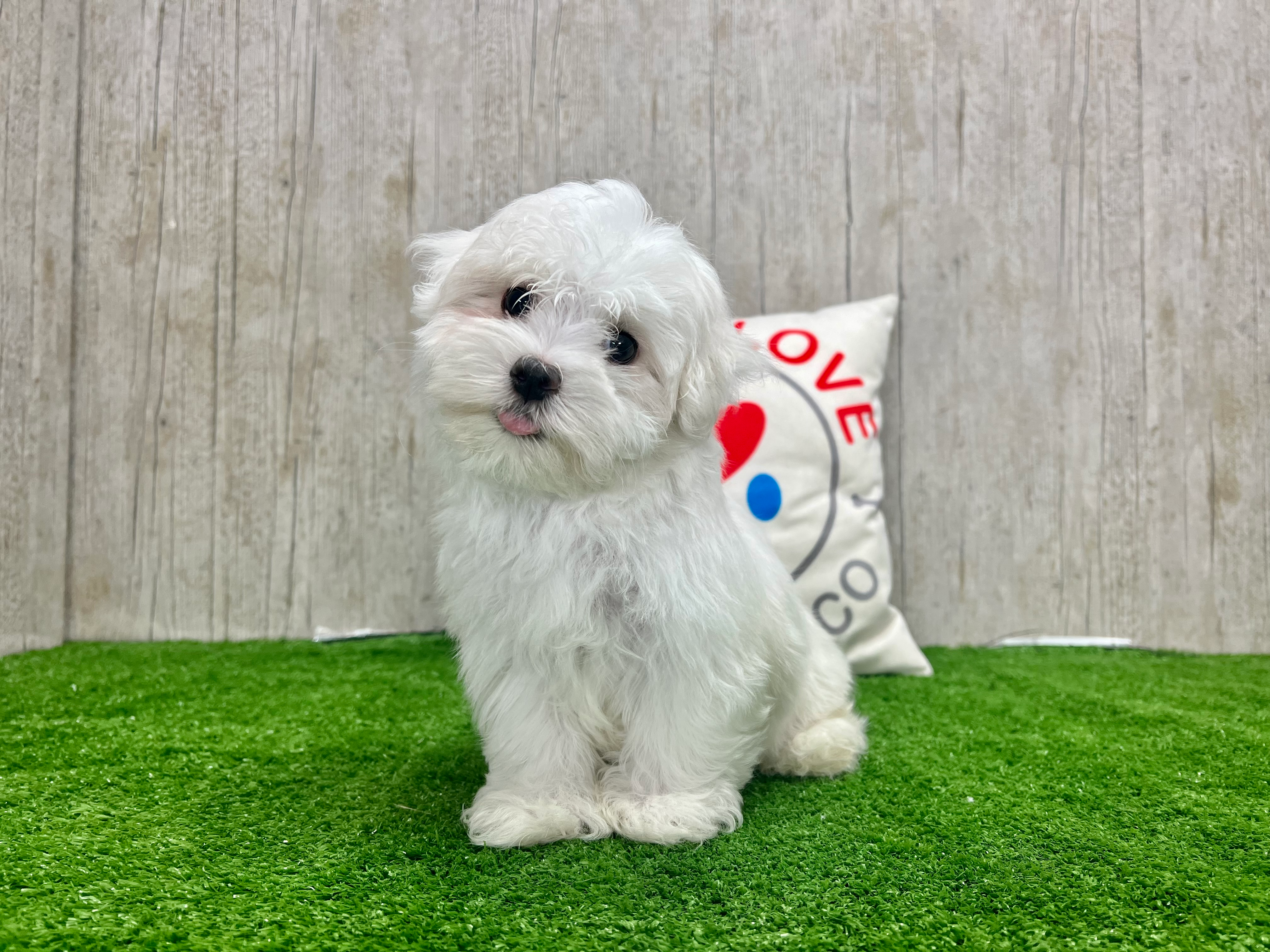 Best Maltese Baby