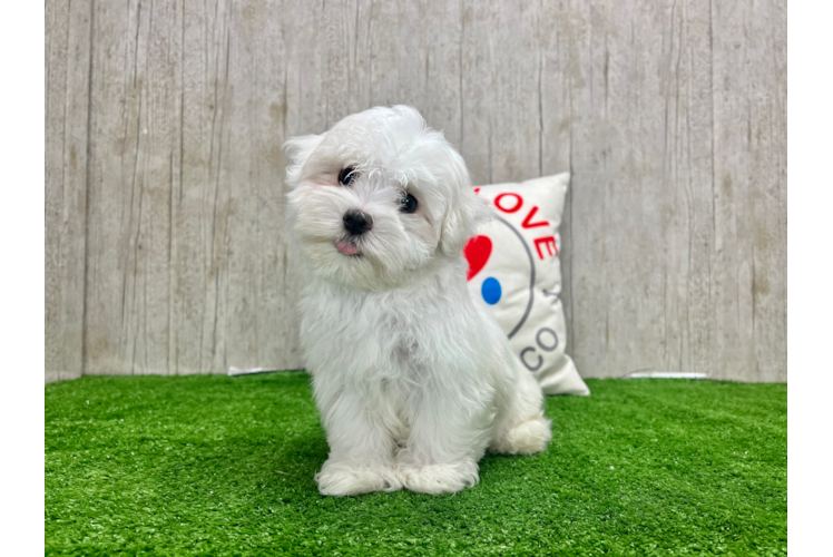 Meet Martin - our Maltese Puppy Photo 1/3 - Puppy Love PR Best Maltese Baby