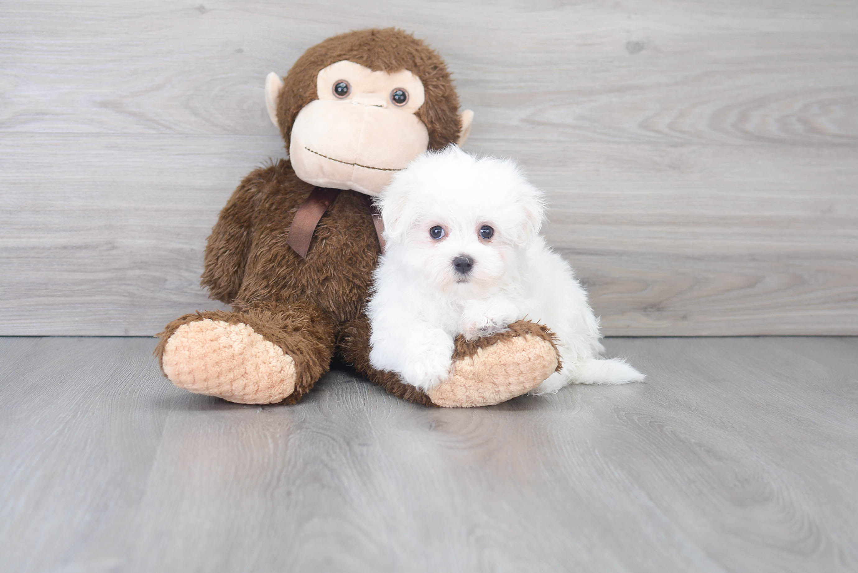 Maltese Pup Being Cute