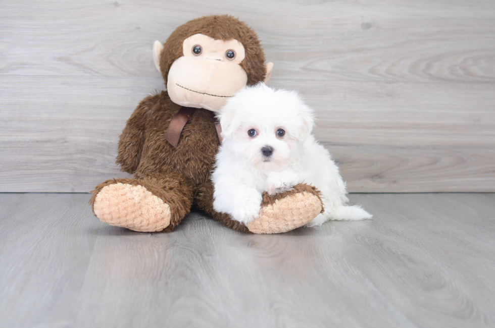 8 week old Maltese Puppy For Sale - Puppy Love PR