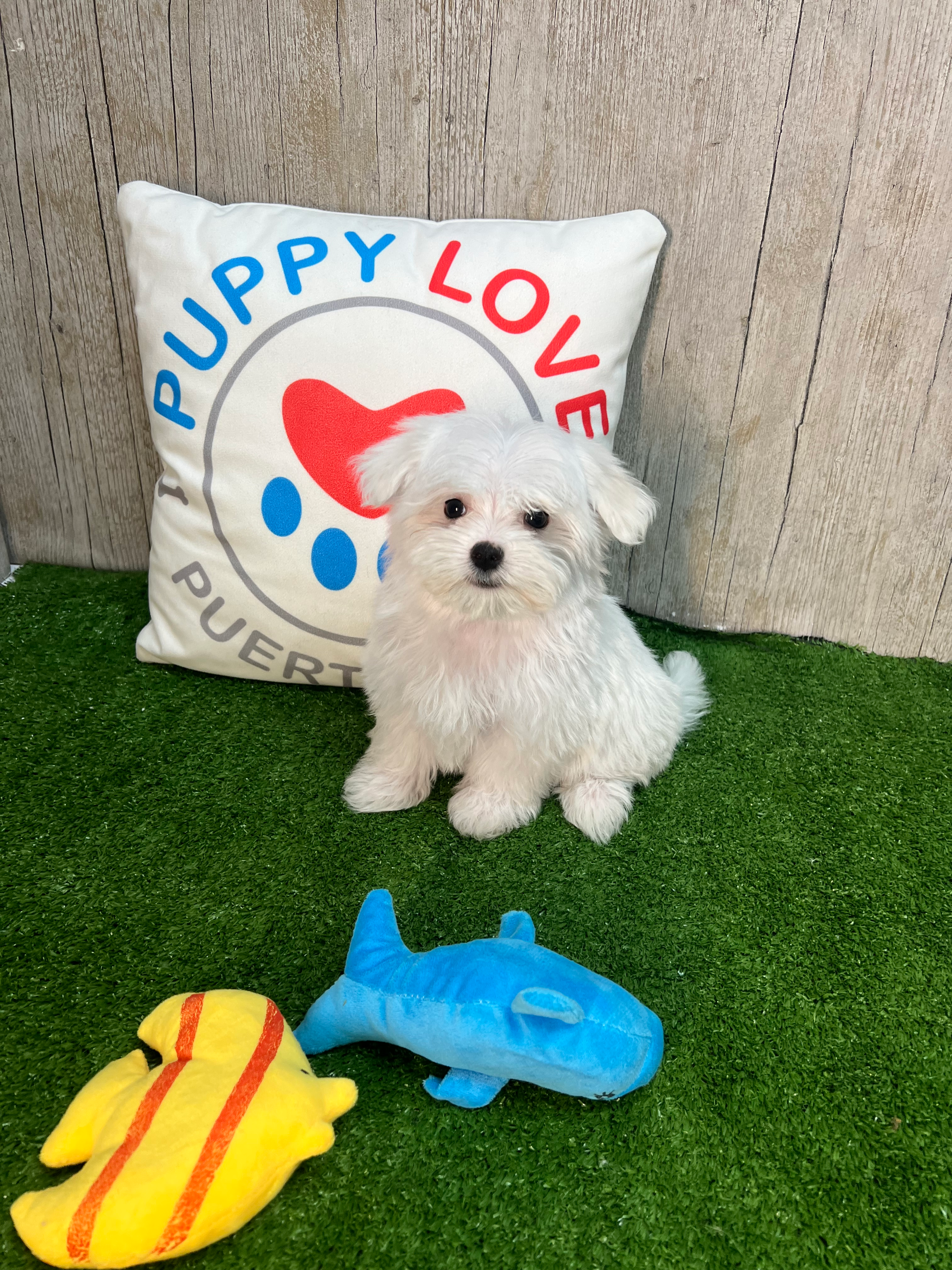 Cute Maltese Baby