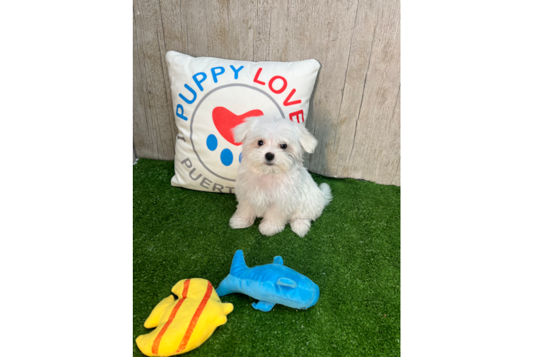 Meet Martin - our Maltese Puppy Photo 1/3 - Puppy Love PR Cute Maltese Baby