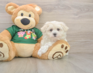 10 week old Maltese Puppy For Sale - Puppy Love PR