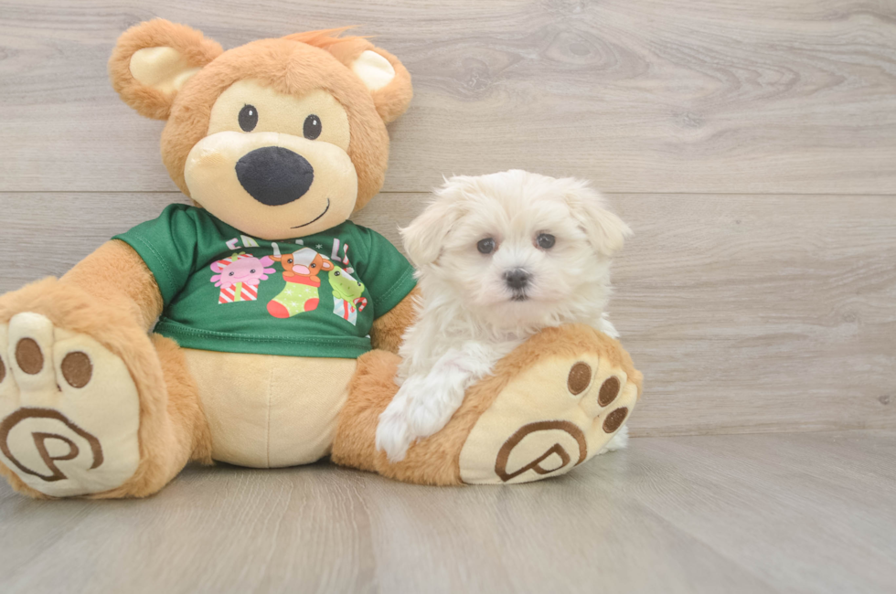 10 week old Maltese Puppy For Sale - Puppy Love PR