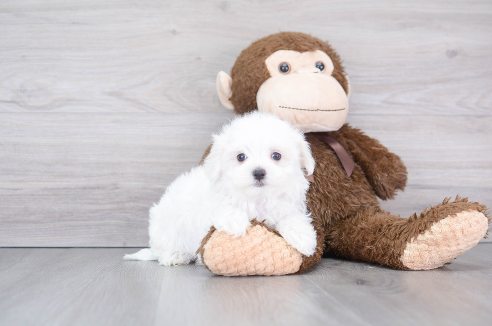 9 week old Maltese Puppy For Sale - Puppy Love PR