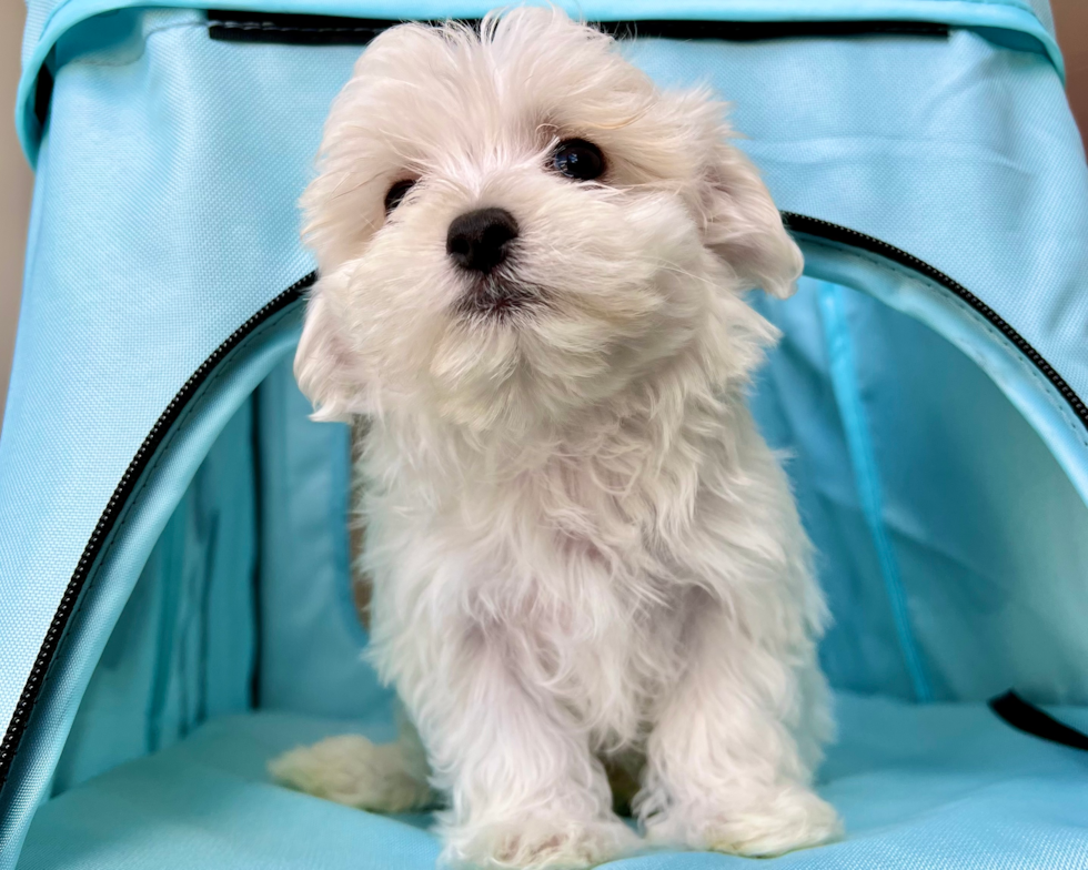 Cute Maltese Purebred Pup