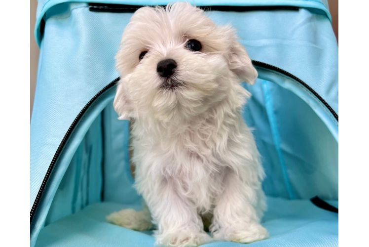 Meet Max - our Maltese Puppy Photo 1/3 - Puppy Love PR Cute Maltese Purebred Pup