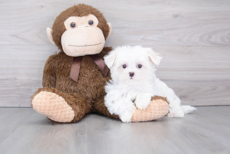 Friendly Maltese Baby