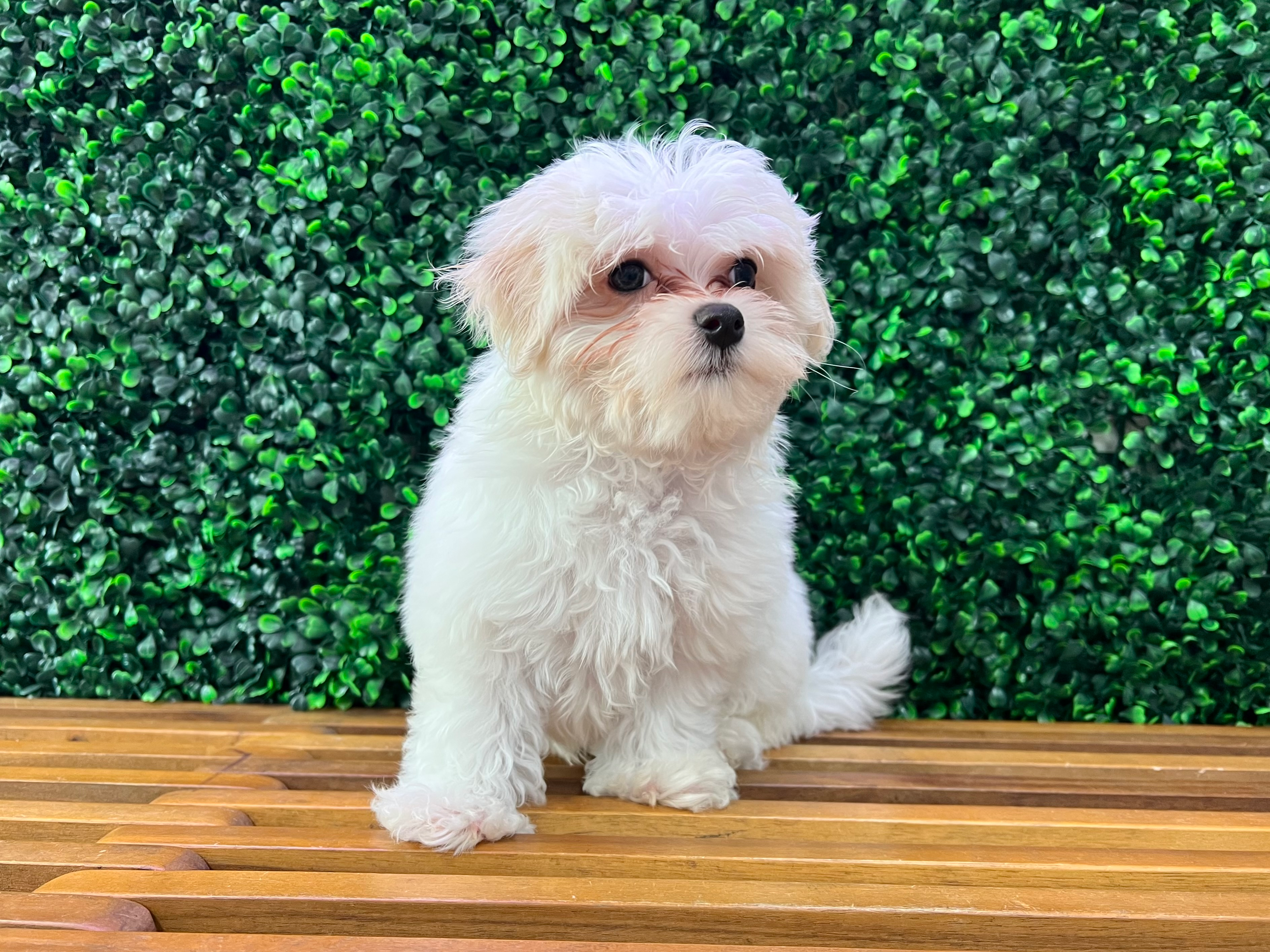 Cute Maltese Purebred Puppy